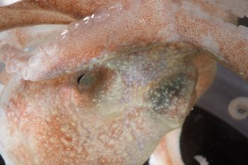 Media type: image;   Malacology 393900